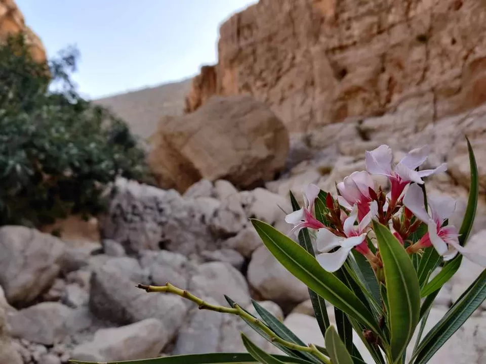 Photo of Wadi Bani Khalid, Oman by We Unsettled Soul