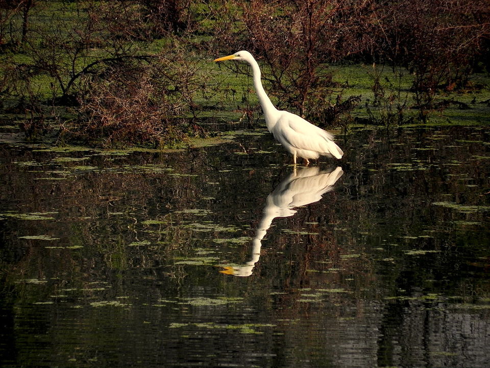 Photo of Bharatpur Bird Sanctuary, Bharatpur, Rajasthan, India by Saumiabee