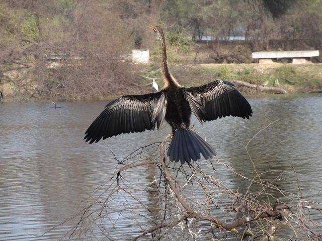 Photo of Bharatpur Bird Sanctuary, Bharatpur, Rajasthan, India by Saumiabee