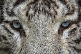 Photo of Call Of The Wild: Best Wildlife Sanctuaries of Rajasthan by Saumiabee
