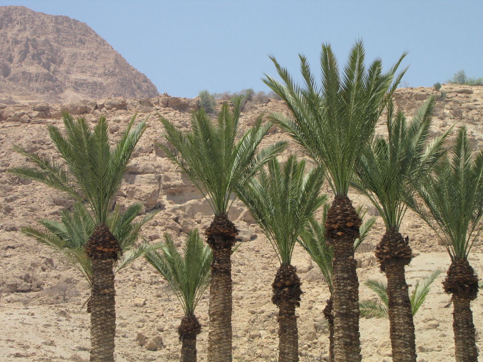 Photo of Ein Gedi Reserve, Ein Gedi, Israel by Saumiabee