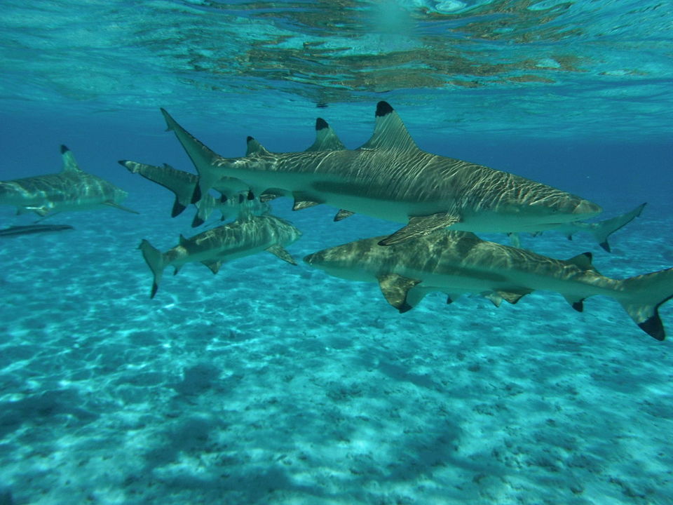 Photo of Lagoonarium de Moorea, French Polynesia by Saumiabee