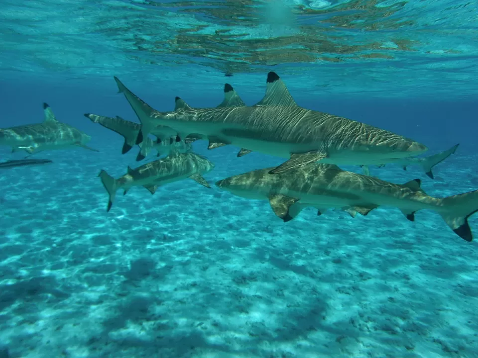 Photo of Lagoonarium de Moorea, French Polynesia by Saumiabee
