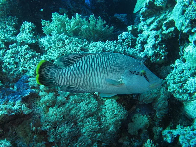 Photo of South Ari Atoll, North Central Province, Maldives by Saumiabee