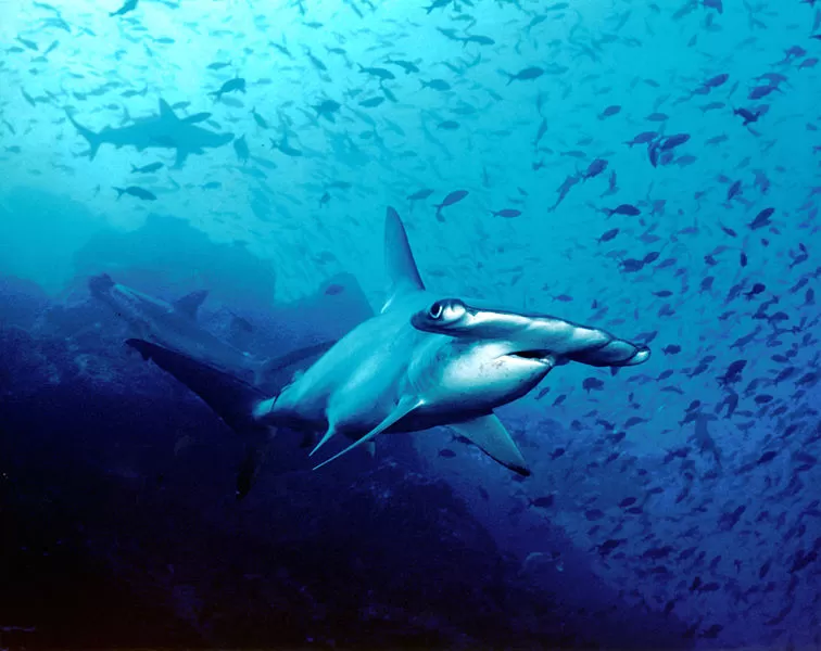 Photo of Rasdhoo-Atoll, Rasdhoo, North Central Province, Maldives by Saumiabee