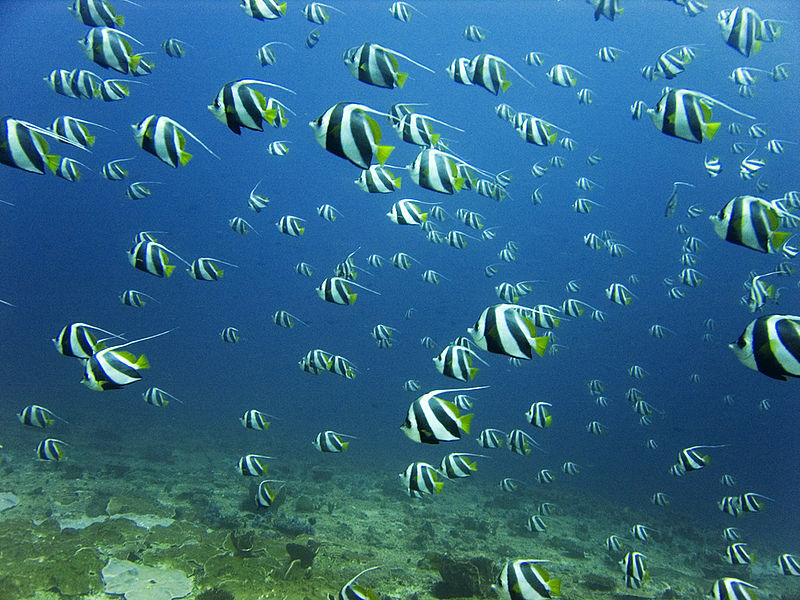 Photo of Kuda Rah, Alifu Dhaalu Atoll, North Central Province, Maldives by Saumiabee