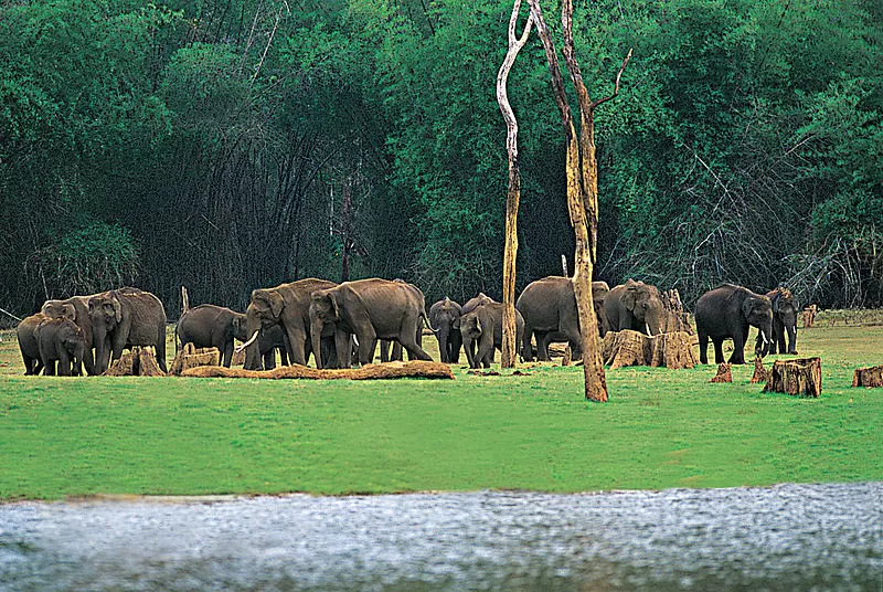 Photo of Periyar National Park, Kerala, India by Saumiabee