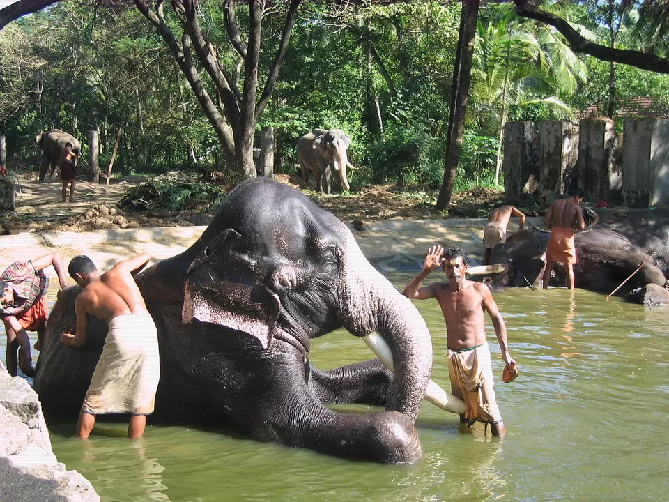 Photo of Punnathur Kotta, Elephant Park, Iringaprom, Kerala, India by Saumiabee