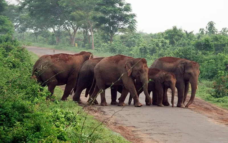 Photo of Chandaka Elephant Reserve, Bhubaneswar, Odisha, India by Saumiabee