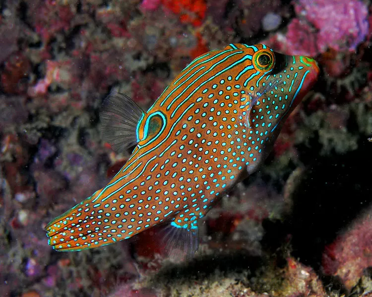Photo of Hulhumalé, Male, Maldives by Saumiabee