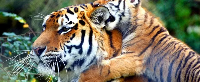 Photo of Sariska Tiger Reserve, Alwar, Ganeshpura With Rundh Kali Ghati, Rajasthan, India by Saumiabee