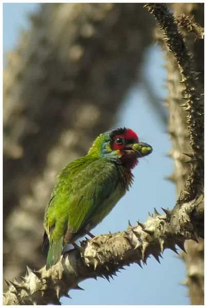 Photo of Sattal, Nainital, Uttarakhand, India by Saumiabee
