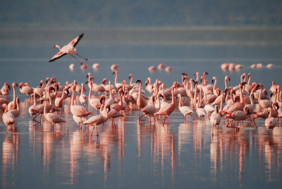 Photo of Are You A Nature Lover But Sick Of Mumbai's Concrete Jungle? Take This Flamingo Safari! 1/3 by Saumiabee