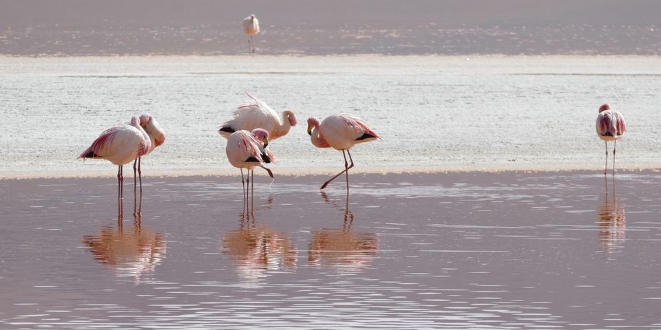 Photo of Are You A Nature Lover But Sick Of Mumbai's Concrete Jungle? Take This Flamingo Safari! 3/3 by Saumiabee