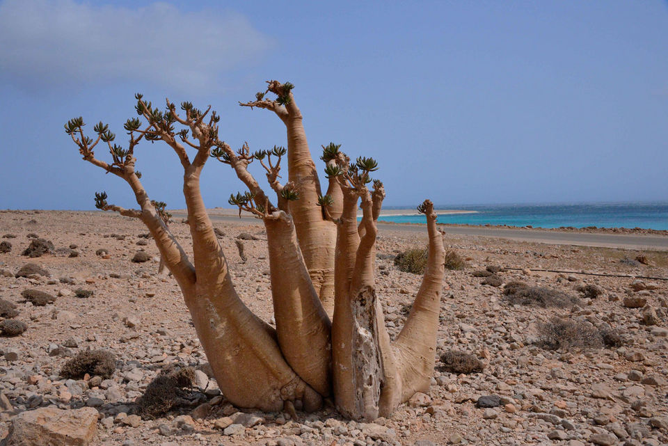 Photo of This Alien Island in Yemen Is The Strangest Place On Earth by Saumiabee