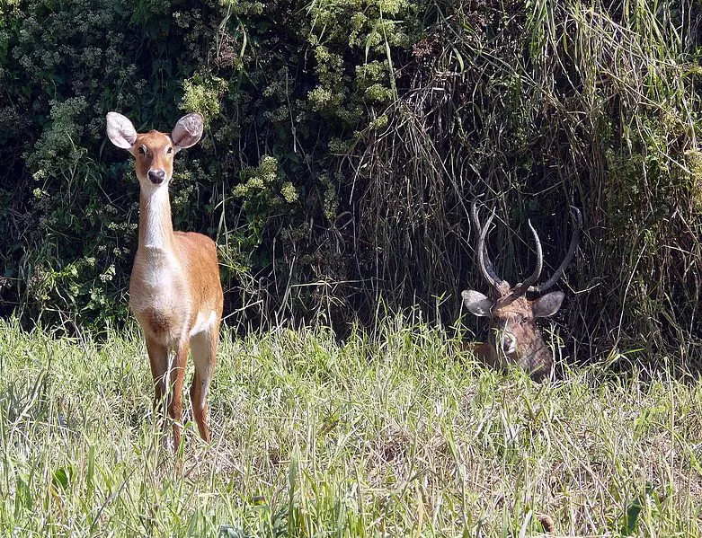 Photo of Manipur Zoological Garden, Lamphelpat, Imphal, Manipur, India by Saumiabee