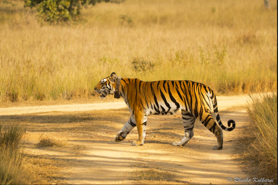 Photo of Bringing Jungle Book to Life at Kanha National Park 4/4 by Saumiabee