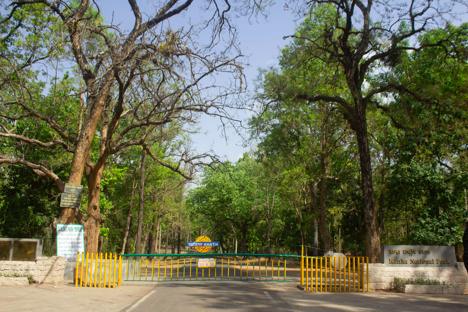 Photo of Bringing Jungle Book to Life at Kanha National Park 3/4 by Saumiabee