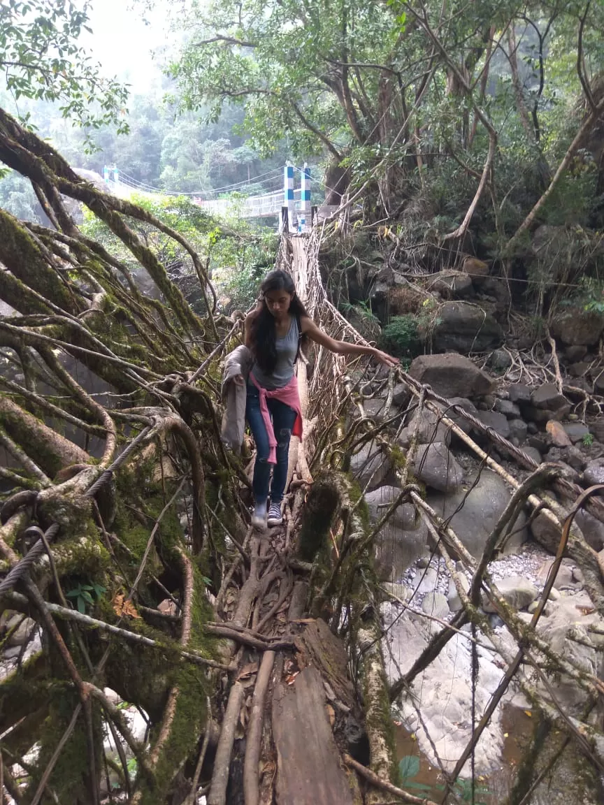 Photo of Living Root Bridge, Mawlynnong, Surok Mawlynnong, Mawlynnong, Meghalaya, India by Saumiabee