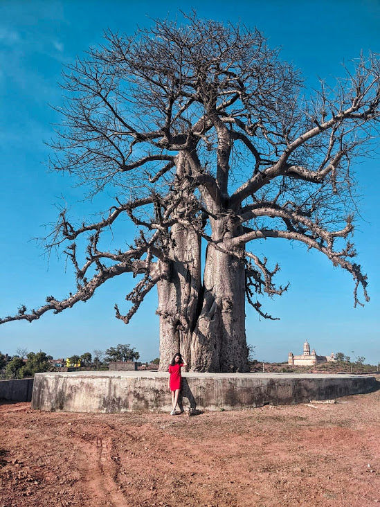 Photo of This Hidden Town in Madhya Pradesh Has a Majestic Lone Madagascar Tree That Will Leave You Stunned! 1/3 by Saumiabee