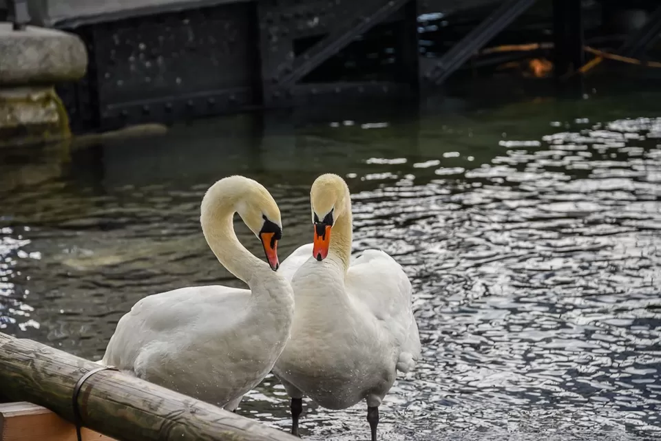Photo of Lake Lucerne, Lucerne, Switzerland by Shreya Gupta