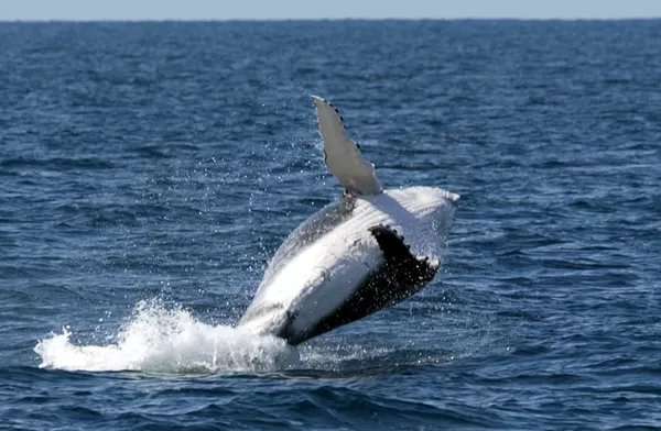 Photo of Exmouth Gulf, Western Australia, Australia by Shreya Gupta
