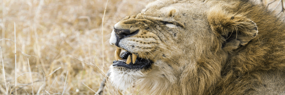 Photo of 7 Days Kenya Wildlife Safari 1/1 by Beyond World Explorers
