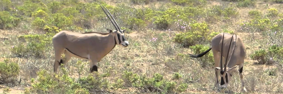 Photo of 8 Days Kenya Lodge Safari, Tour & Trip 1/1 by Beyond World Explorers
