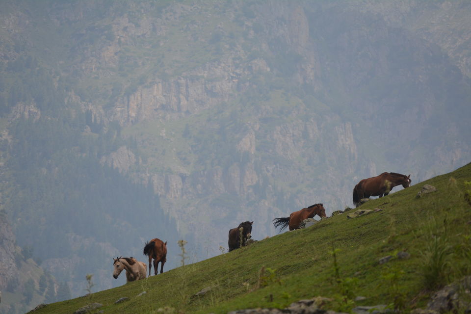 Photo of Lidderwat, Forest Block by Pranav Harish