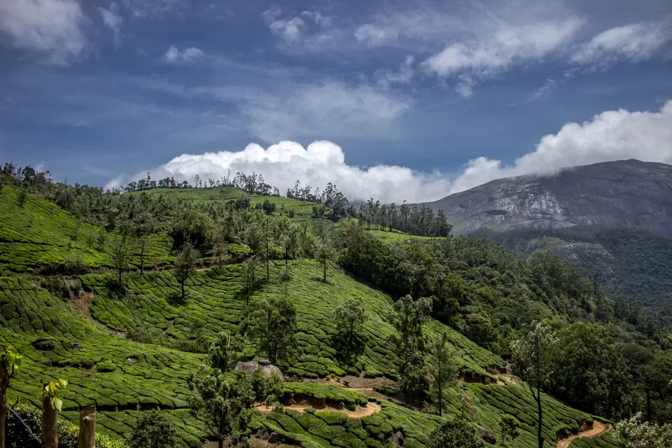 Photo of Munnar, Kerala, India by Ashish Kevin Rai