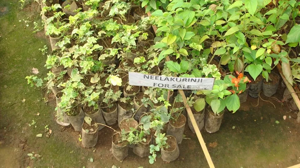 Photo of Munnar, Kerala, India by Hrishikesh Nalgirkar
