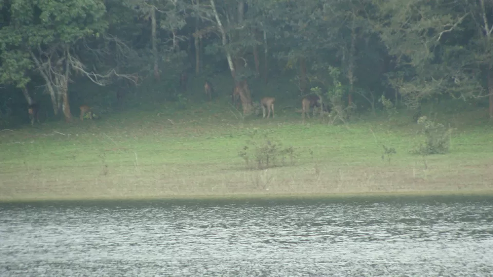 Photo of Periyar National Park, Kerala, India by Hrishikesh Nalgirkar