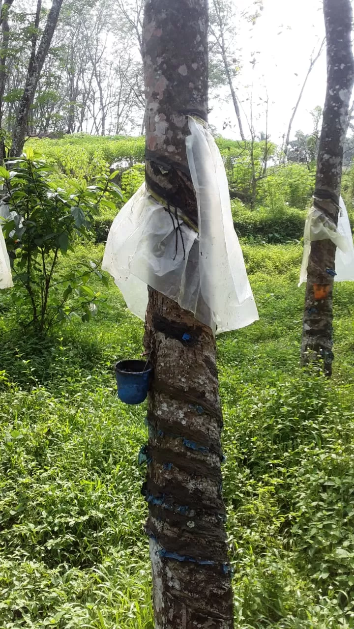 Photo of Cochin, Kerala, India by Hrishikesh Nalgirkar