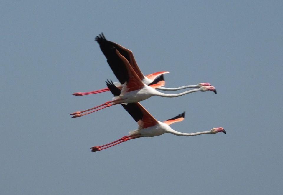 Photo of Bhigwan: Bird watching treat by Hrishikesh Nalgirkar