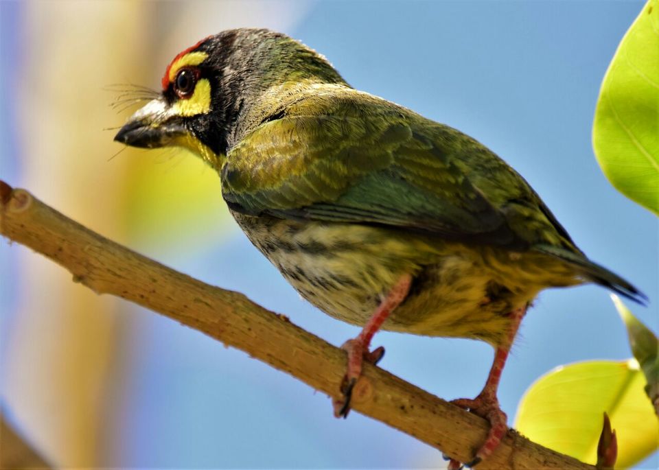 Photo of Bhigwan: Bird watching treat by Hrishikesh Nalgirkar