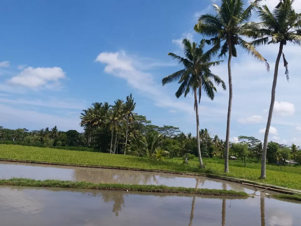 Photo of Ubud, Gianyar, Bali, Indonesia by Manavi Siddhanti