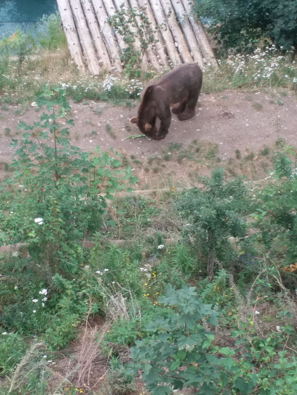 Photo of Bärengraben, Grosser Muristalden, Bern, Switzerland by Manavi Siddhanti