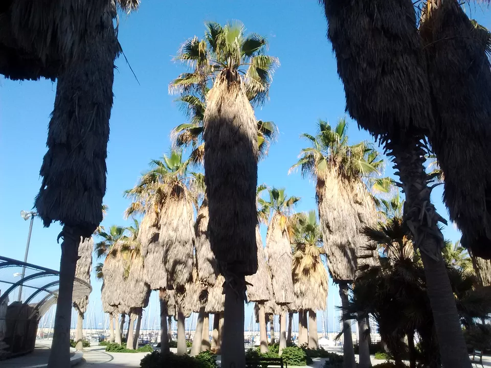 Photo of Tel Aviv Marina by Champak Sharma