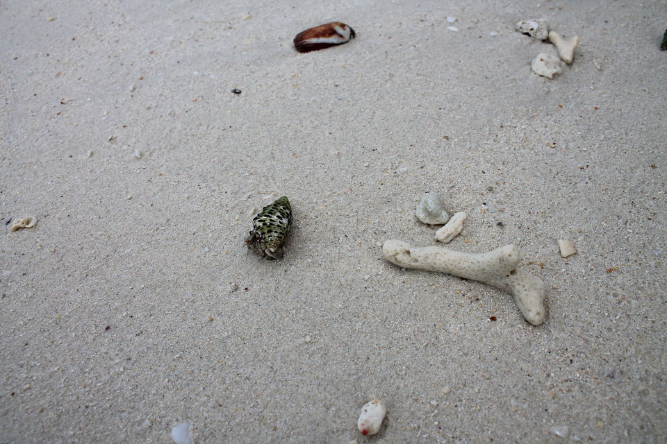 Photo of Andaman Escapade – Day 2, Breathing Underwater and Scooter Adventures in Havelock! by Champak Sharma