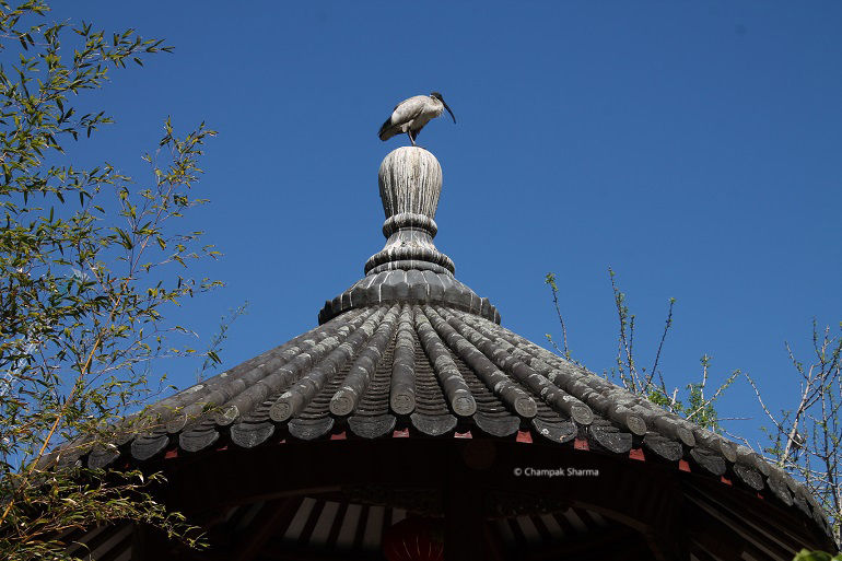 Photo of Hidden China Bustling Sydney by Champak Sharma
