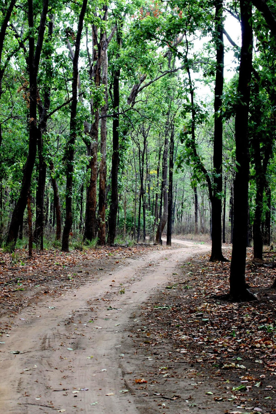 Photo of Into the woods - Kanha national park 3/8 by Maitreyee