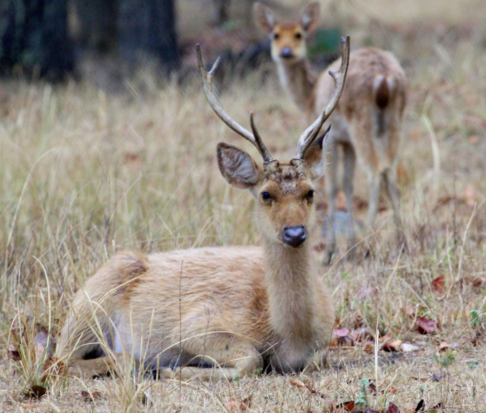 Photo of Into the woods - Kanha national park 2/8 by Maitreyee