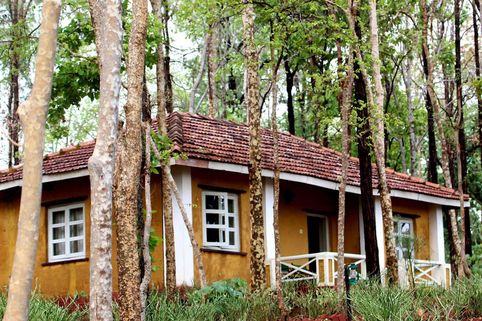 Photo of Into the woods - Kanha national park 5/8 by Maitreyee