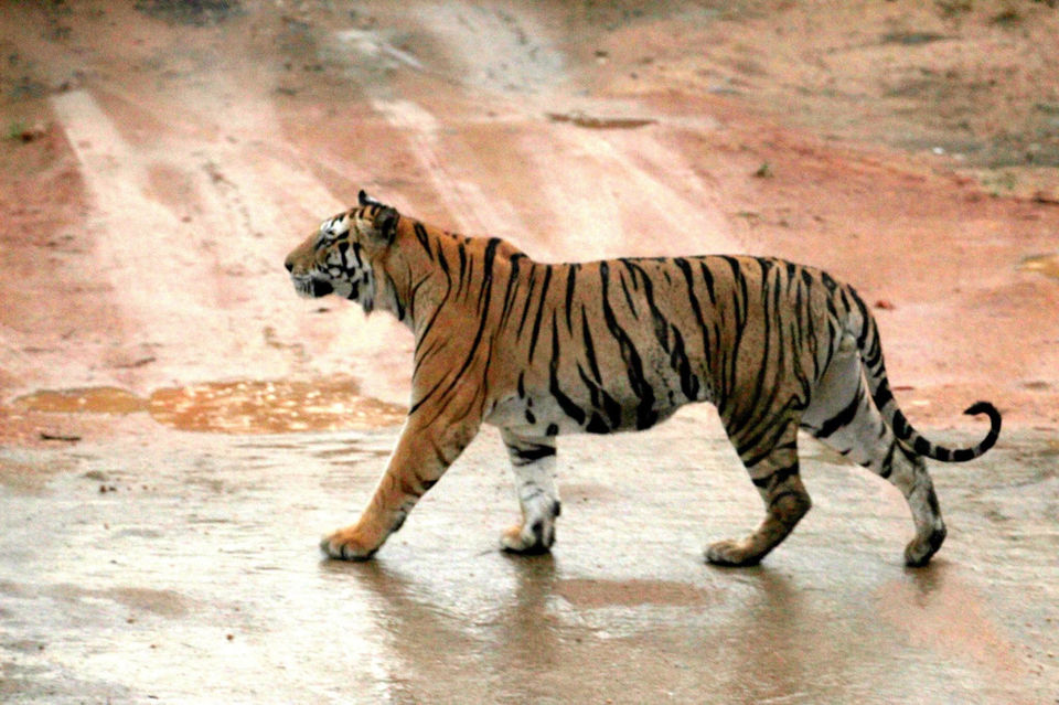 Photo of Into the woods - Kanha national park by Maitreyee