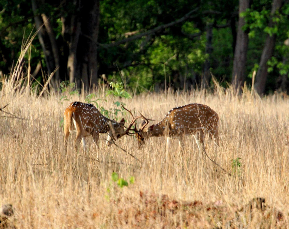 Photo of Into the woods - Kanha national park 8/8 by Maitreyee