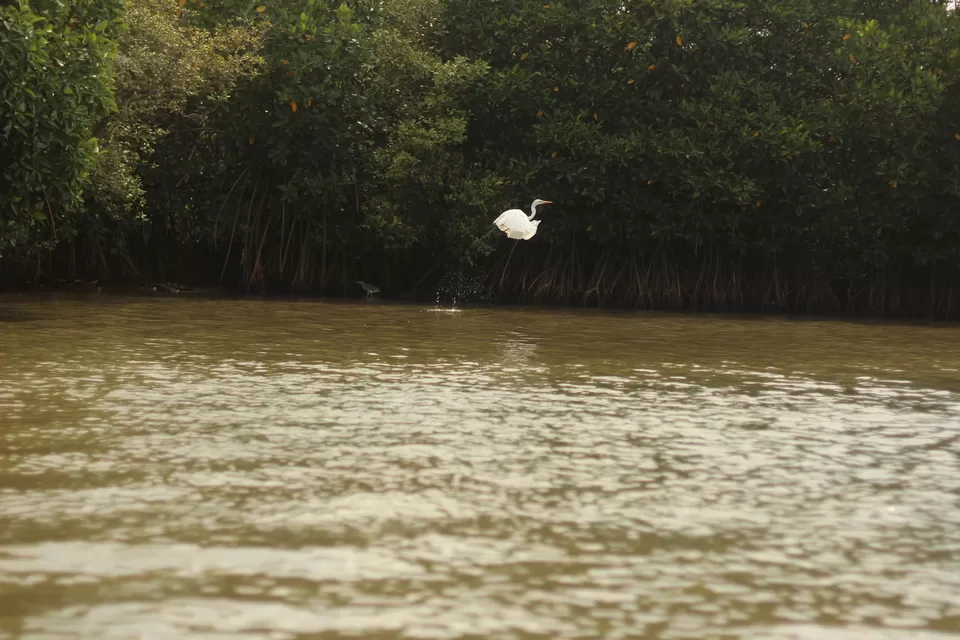 Photo of Wander Diaries 101-My Dulcinea(Trip to Pondicherry/Puducherry and Pichavaram) by Harminder