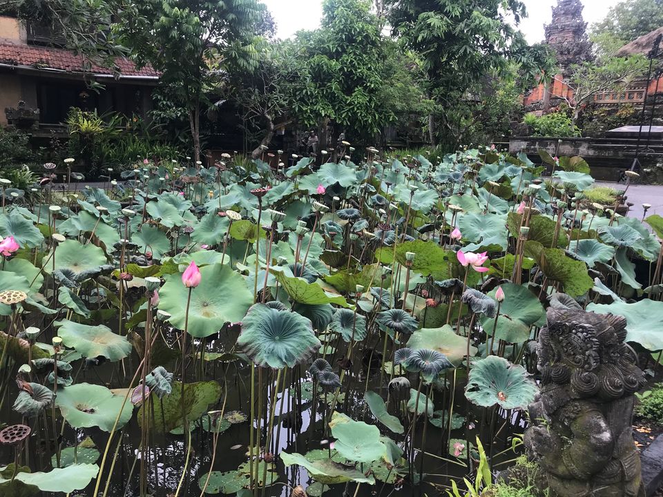 Photo of Beatific Bali 14/23 by shubhi gupta