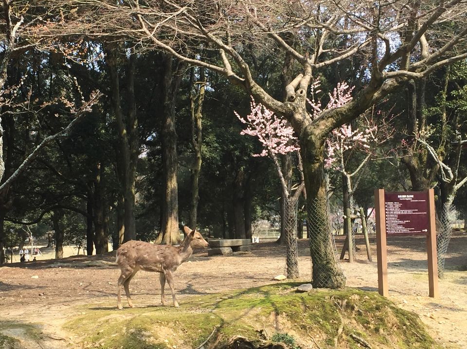 Photo of Japan Part 2 - Day trip from Kyoto by Mariya Nalawala