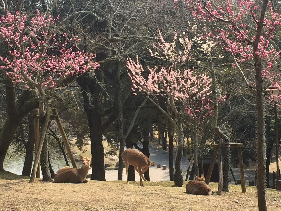 Photo of Japan Part 2 - Day trip from Kyoto by Mariya Nalawala