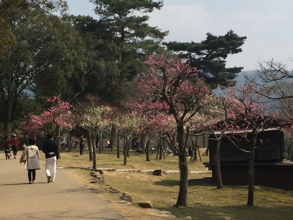 Photo of Japan Part 2 - Day trip from Kyoto by Mariya Nalawala